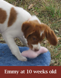 puppyem