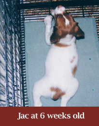 puppyjac