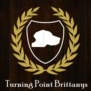 Turning Point Brittanys